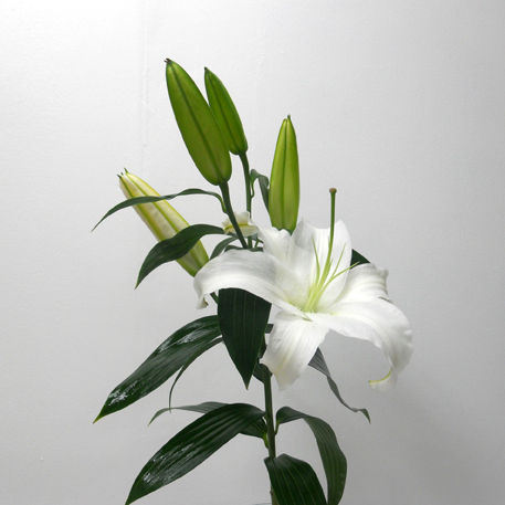Lys siberia Blanc